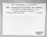 Podosphaera clandestina image